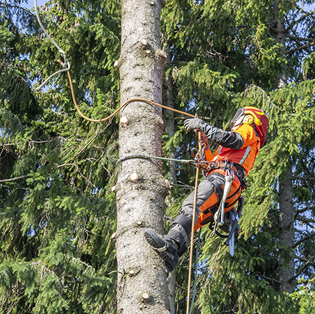 Pihapuiden ja ongelmapuiden kaato - Metsäpalvelu Juho Tähkänen Pihapuiden ja ongelmapuiden kaato - Metsäpalvelu Juho Tähkänen