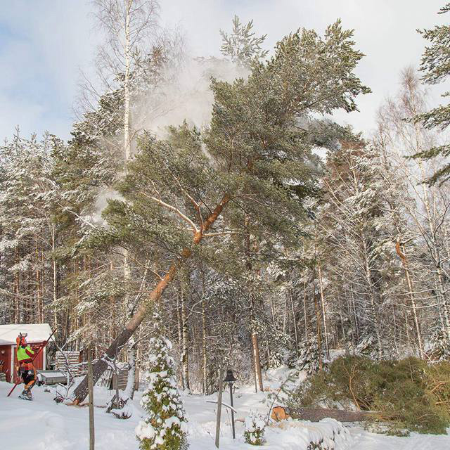 Tontti- ja maisemahakkuut - Metsäpalvelu Juho Tähkänen Tontti- ja maisemahakkuut - Metsäpalvelu Juho Tähkänen