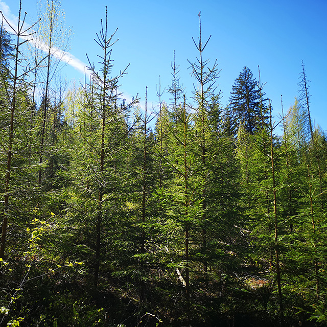 Metsänhoitotyöt - Metsäpalvelu Juho Tähkänen Metsänhoitotyöt - Metsäpalvelu Juho Tähkänen