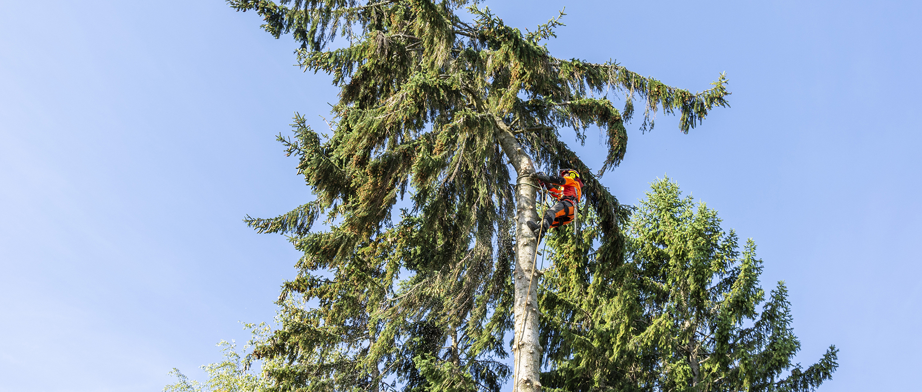 Metsäpalvelu Juho Tähkänen kaatamassa ongelmapuuta